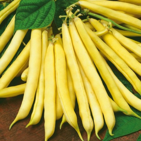 Fasola Złota Saxa nasiona 20g
