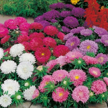 Aster karłowy nasiona mieszanka nasiona 0,5g
