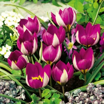 Tulipan botaniczny Persian Pearl