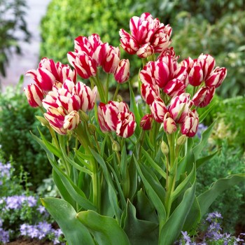 Tulipan wielokwiatowy Flaming Club