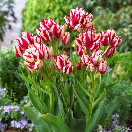 Tulipan wielokwiatowy Flaming Club