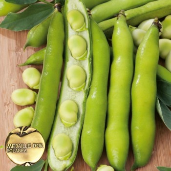 Bób Bachus nasiona 30g