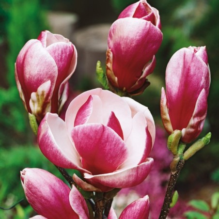 Magnolia Rustica Rubra