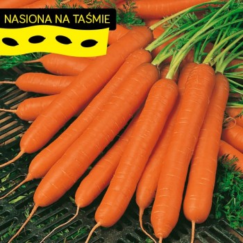 Marchew Amsterdamska na taśmie Torseed