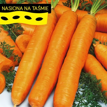 Marchew Berlikumer na tasmie Torseed
