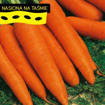 Marchew Flekkese na taśmie Torseed