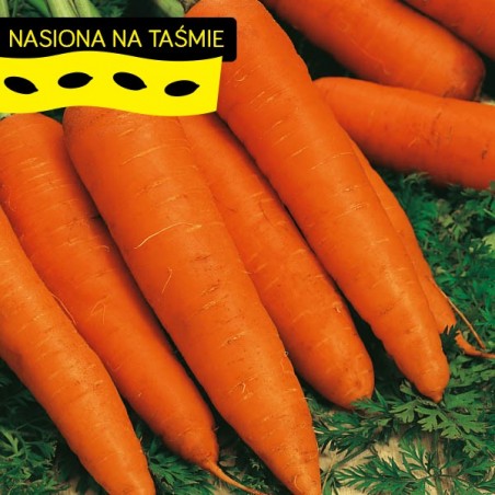 Marchew Flekkese na taśmie Torseed