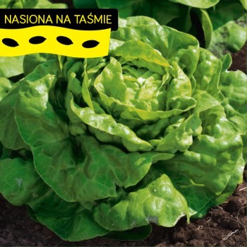 Sałata Królowa Majowych na taśmie Torseed