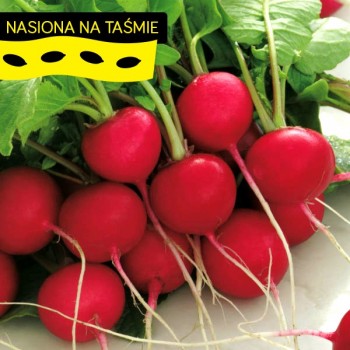 Rzodkiewka na taśmie Cherry Beele