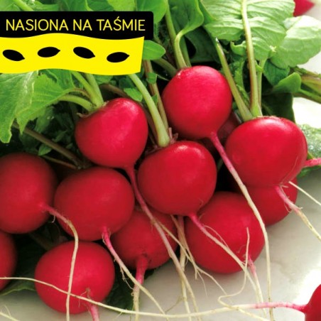 Rzodkiewka na taśmie Cherry Beele
