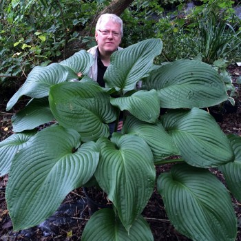 Hosta T-Rex gigantyczna