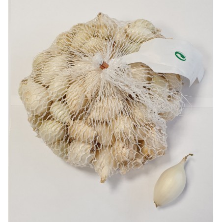 Cebula dymka – SNOW BALL (roz. 8-21mm) 0,25kg