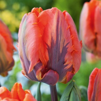 Tulipan papuzi Princess Irene Parrot