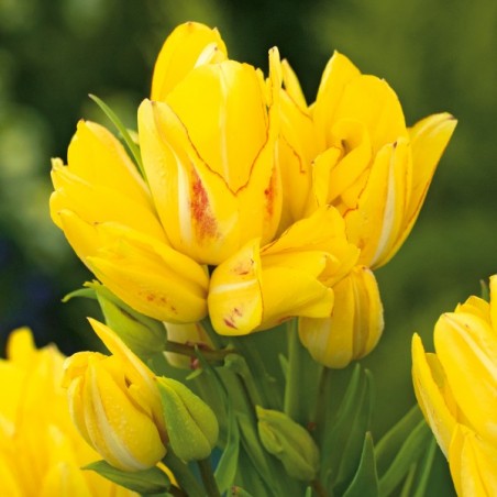 Tulipan wielokwiatowy Sunshine Club