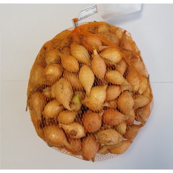 Cebula Wolska II 0,5 kg