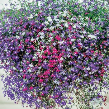 Lobelia zwisająca mieszanka nasiona 0,2g