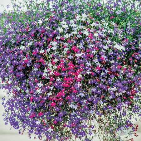 Lobelia zwisająca mieszanka nasiona 0,2g