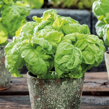 Bazylia sałatowa Lettuce Leaved nasiona 1g