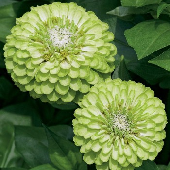 Cynia wytworna Envy