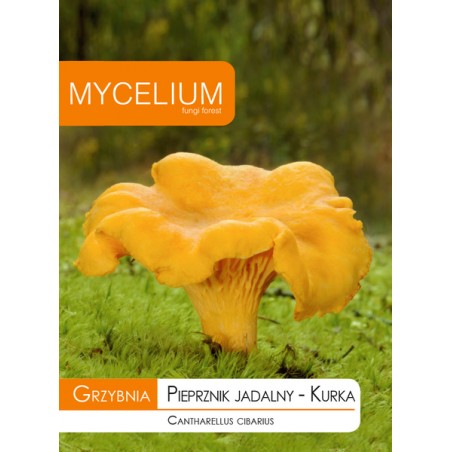 Grzybnia Kurka, Pieprznik jadalny - Mycelium