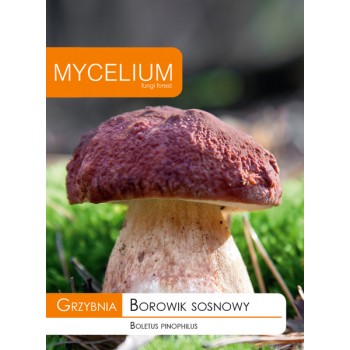 Grzybnia Borowik sosnowy -...