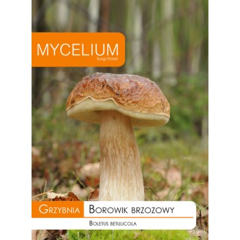 Grzybnia Borowik brzozowy -...
