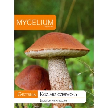 Grzybnia Koźlarz czerwony -...
