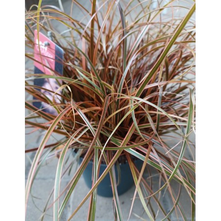 Uncinia czerwona Everflame