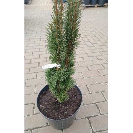 Cis pospolity Fastigiata Robusta