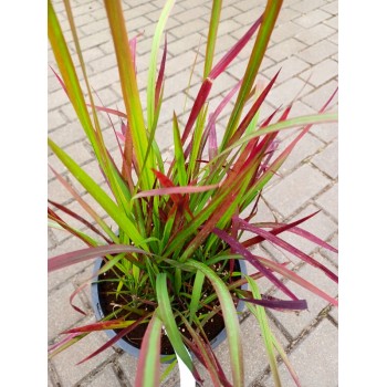 Imperata cylindryczna Red...