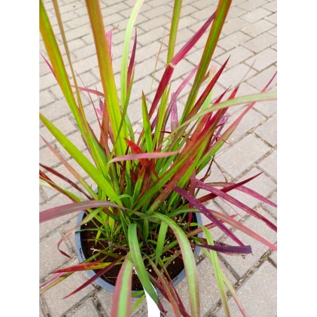 Imperata cylindryczna Red Baron