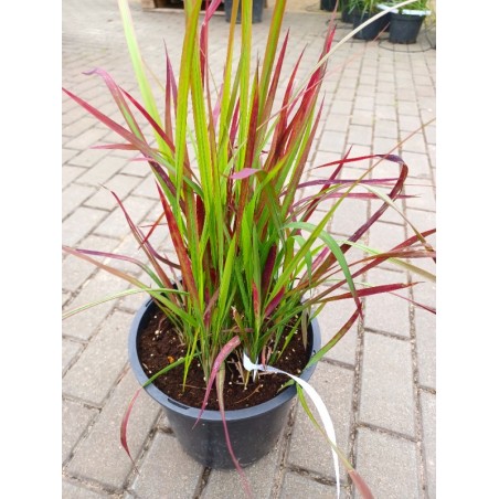 Imperata cylindryczna Red Baron
