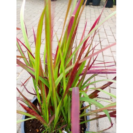 Imperata cylindryczna Red Baron