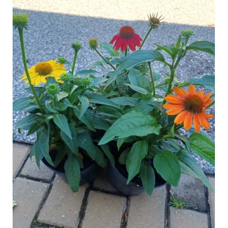 Jeżówka- Echinacea