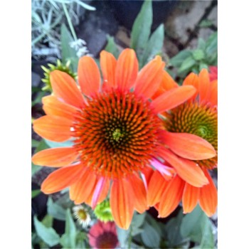 Jeżówka- Echinacea