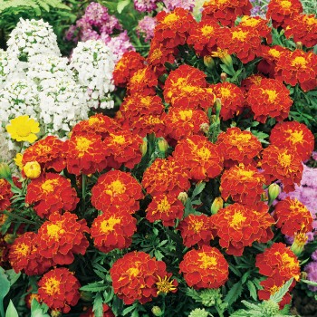 Aksamitka rozpierzchła Red Brocade nasiona 1g