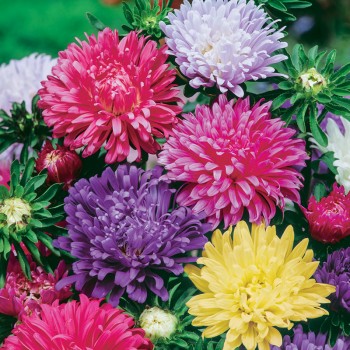Aster King Size mieszanka nasiona 0,5g