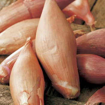 Cebula szalotka Zebrune nasiona 0,5g