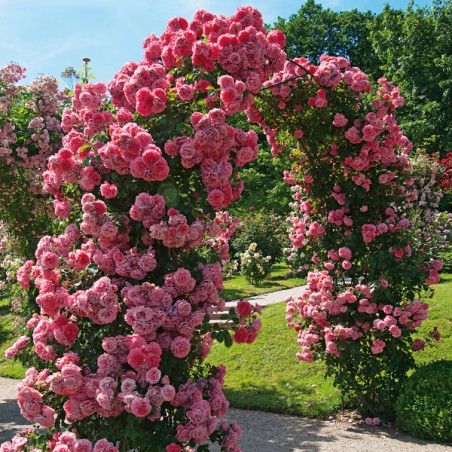 Róża pnąca Pink Cloud