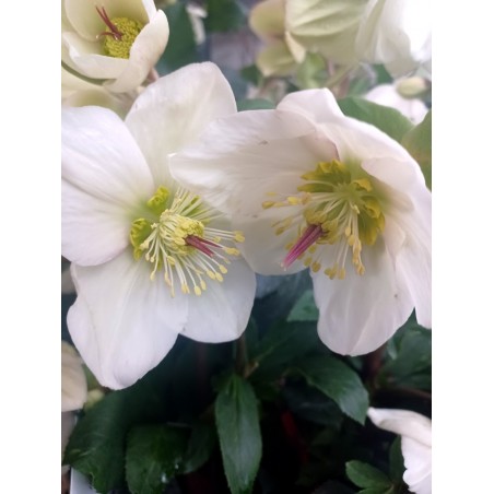 Ciemiernik HGC® Ice N'Roses White