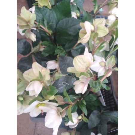 Ciemiernik HGC® Ice N'Roses White