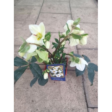 Ciemiernik HGC® Ice N'Roses White