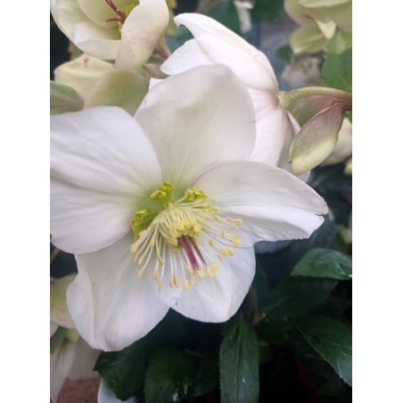 Ciemiernik HGC® Ice N'Roses White