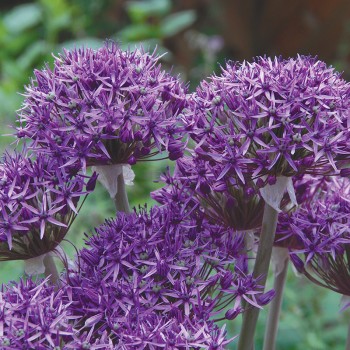 Czosnek Violet Beauty