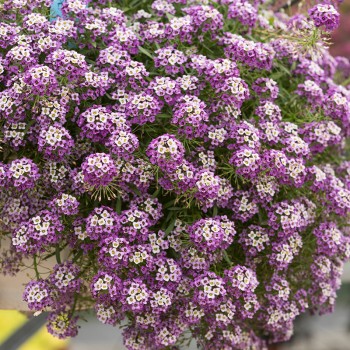 Smagliczka nadmorska Royal Carpet nasiona 0,5g