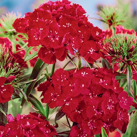Goździk brodaty Scarlet Beauty nasiona 0,5g