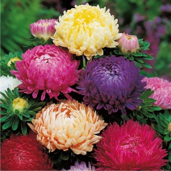 Aster peoniowy mieszanka nasiona 0,5g