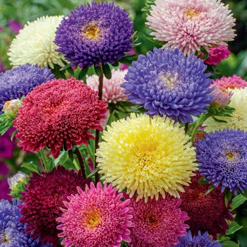 Aster pomponowy mieszanka nasiona 0,5g