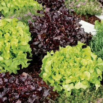 Sałata liściowa Salad Bowl mieszanka nasiona 1g