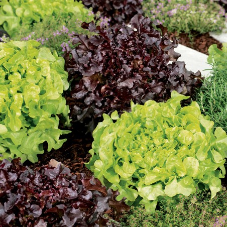 Sałata liściowa Salad Bowl mieszanka nasiona 1g